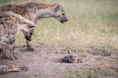 Salas-Camp-Hyenas-and-babies