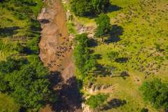 Salas_Gallery-Wildlife-Arial-Migration-Over-River