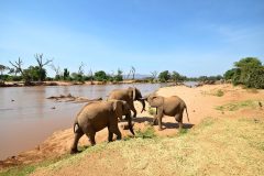7-samburu-Elephants