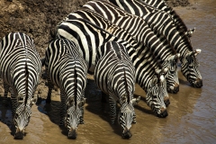 Kenya; Masai Mara; Sanctuary Olonana; Zebra