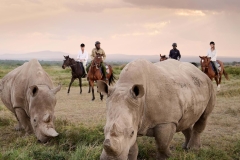 rhino-safari-sanctuary-tambarare-laikipia-kenya
