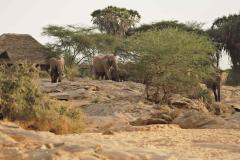 Elephants-in-front-of-Banda-3-at-Saruni-Rhino-2
