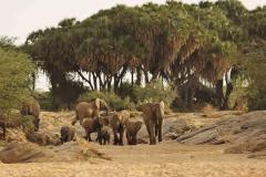 Elephants-in-front-of-the-bandas-at-Saruni-Rhino-12