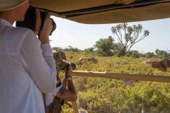 elephant-spotting-on-game-drive-in-the-samburu