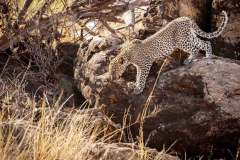 leopard-stopped-in-the-samburu
