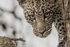 Serengeti-Bushtops-leopard