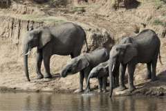 serian-nkorombo-elephants