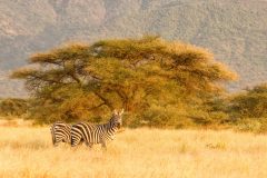 Shompole-zebra-scaled