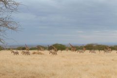 shompole-zebra-giraffes-scaled