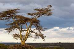 SOLIO-LODGE-african-thorn-tree