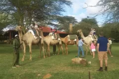 4-Camel-rides