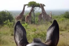 5-ears-and-giraffe-2018