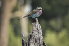 BirdwatchingatTanguliaMara