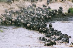 Tangulia-Mara-Camp-migration