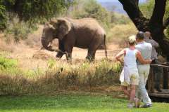 Tawi-Lodge-elephant