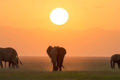 Tawi-Lodge-eles-and-sunset